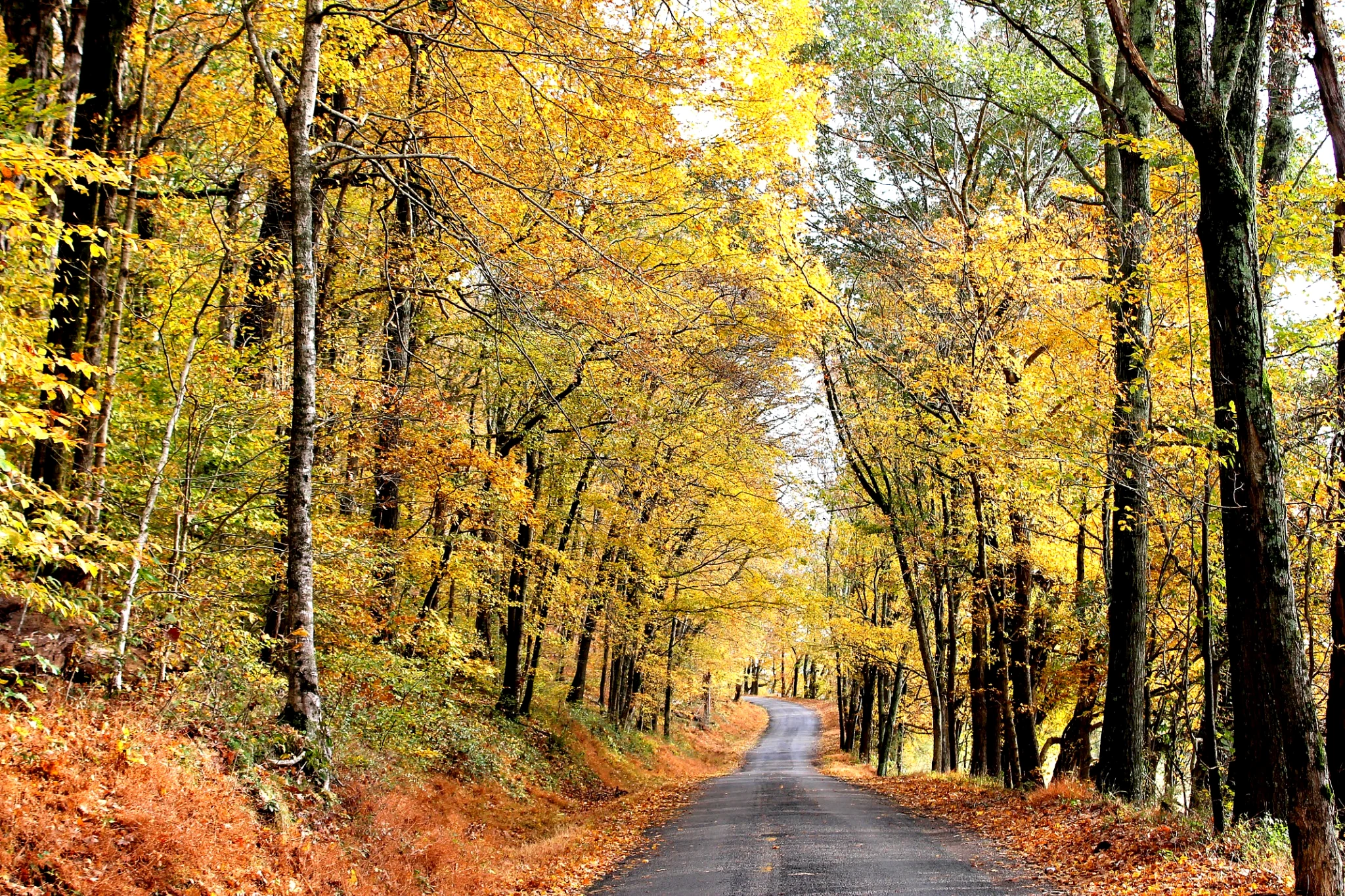 Autumn lane through Hickman County