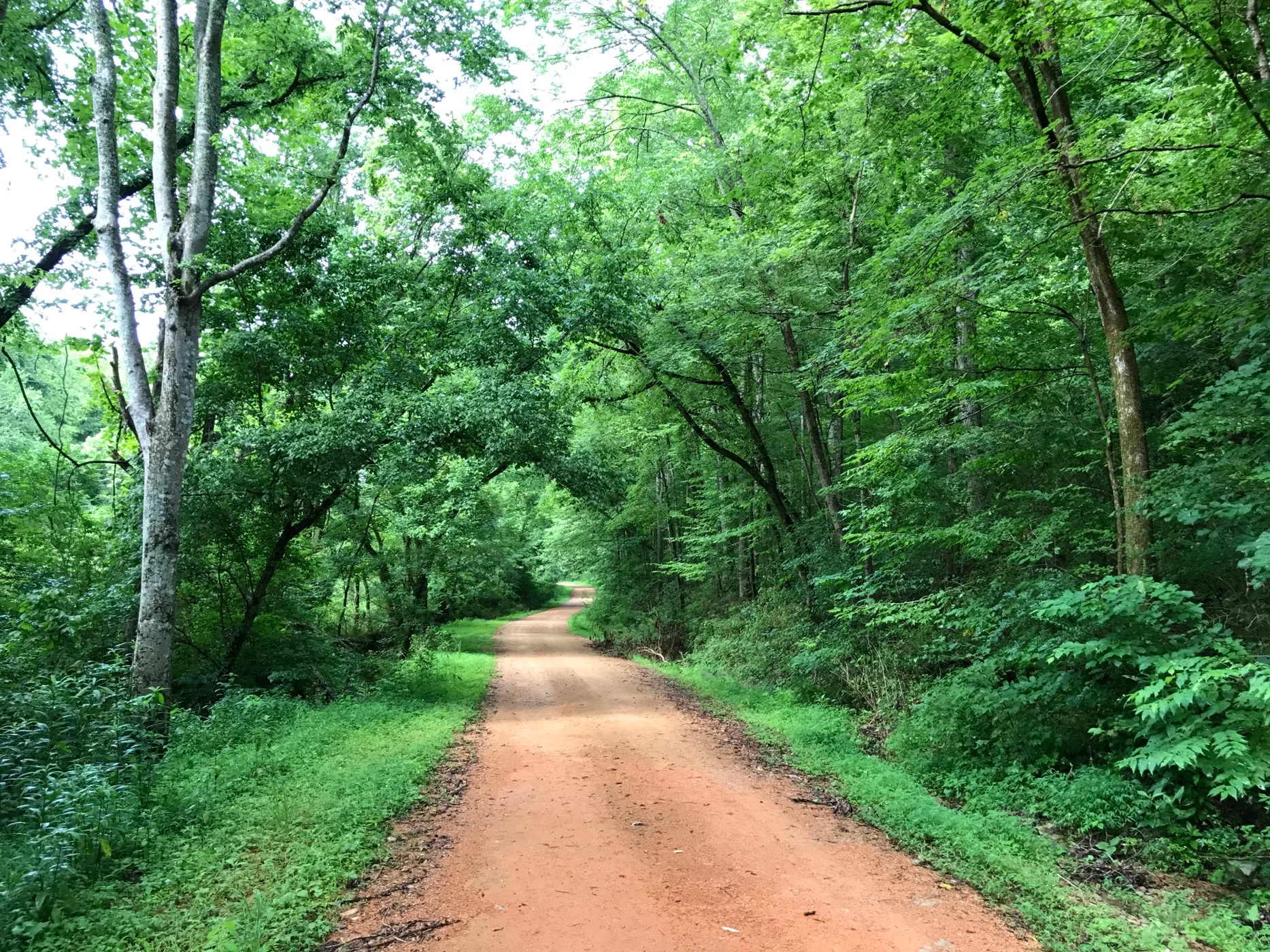 Peaceful tree-lined road in Hickman County
